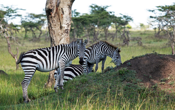 Zebras graze the short grass growing atop a termite mound in Kenya.